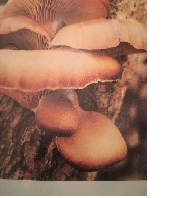 FUNGHI PLEUROTUS LESSATI
