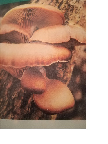 FUNGHI PLEUROTUS LESSATI