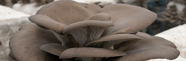 FUNGHI PLEUROTUS ALLA BRACE