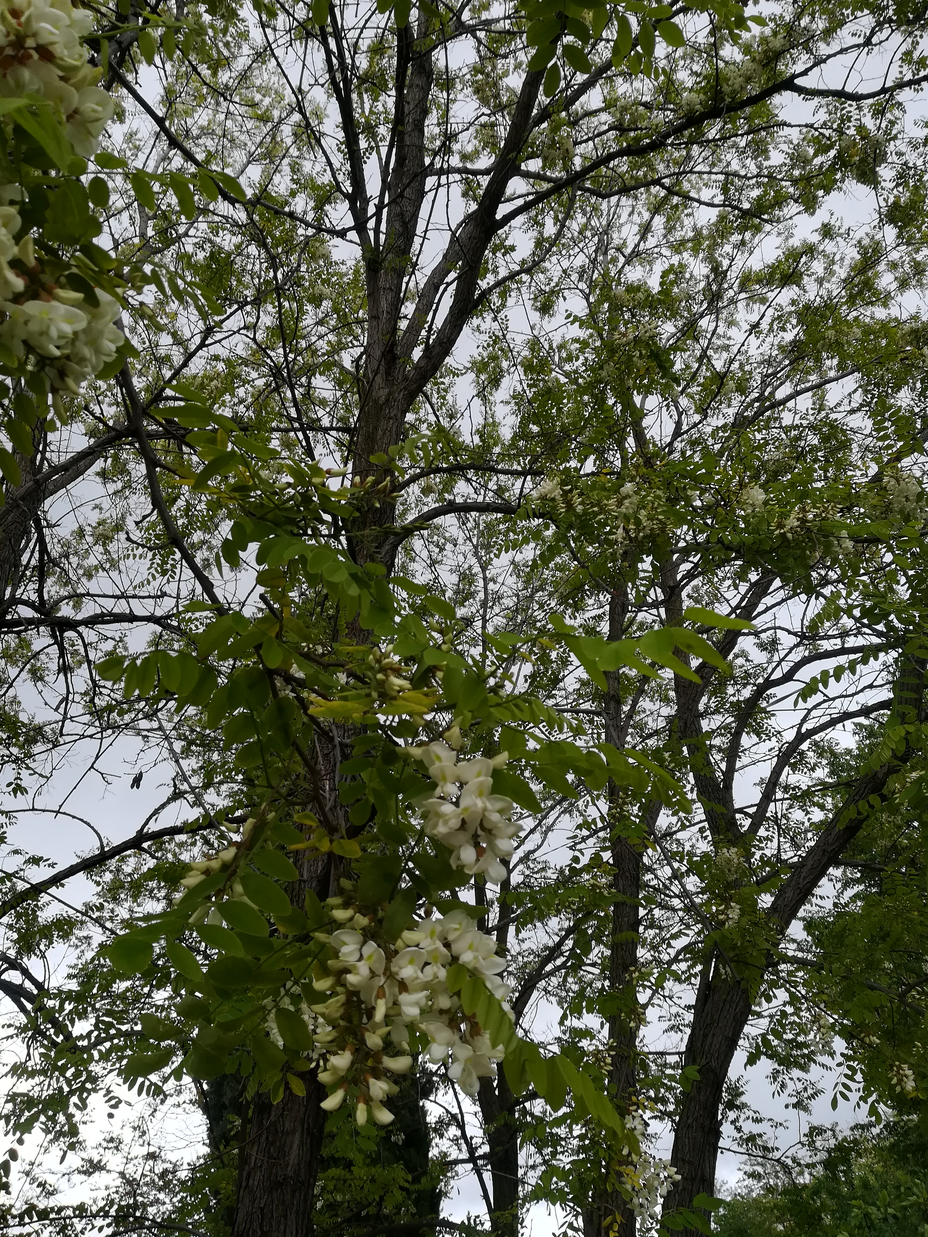 FRITTELLE DOLCI DI FIORI DI ACACIA