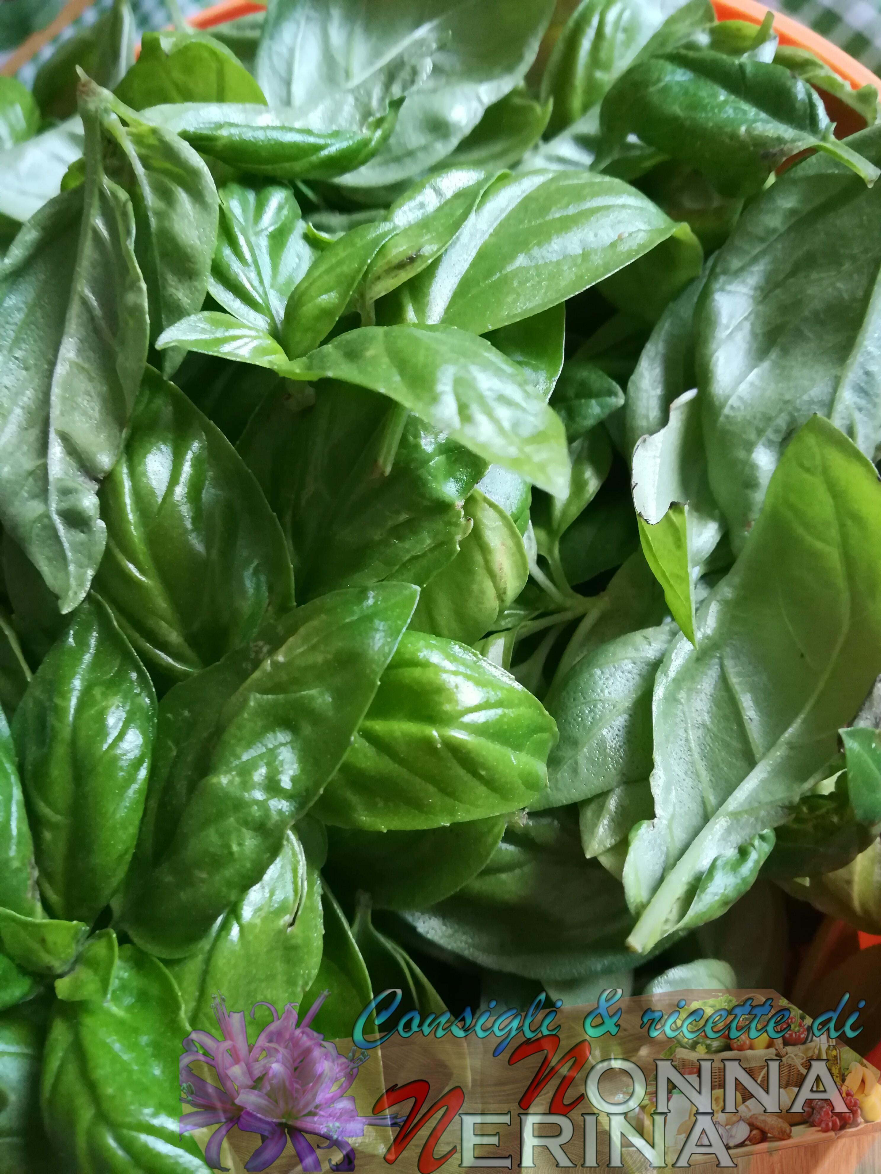 PESTO GENOVESE